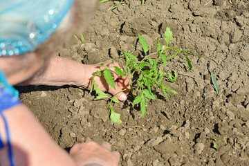 The girl planted a tomato seedling in the ground.