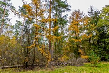 Obraz premium Pine trees, bare trees, trees with yellow foliage and shrubbery, a dry fallen tree on a ground with green grass, cloudy autumn day in the Meinweg Nature Reserve in Middle Limburg, the Netherlands