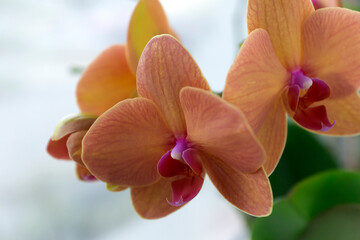 Vanda or Vandas orchid flowers with Hybrid colors of yellow ,red and pink