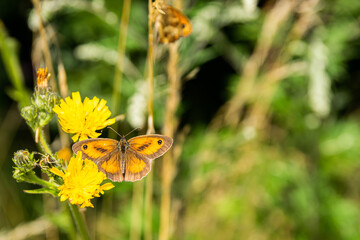 Close-up of the summer butterfly on yellow flowers.