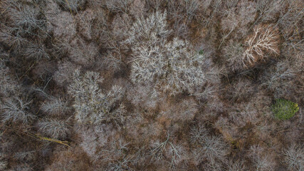 Aerial view of the forest of Rambouillet in winter. trees top view