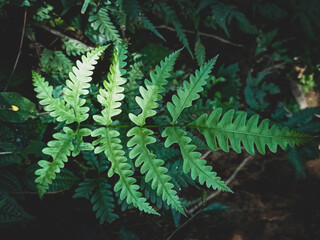 Naklejka na ściany i meble Close up of fern plants photo