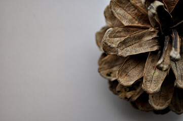 pine cone on background