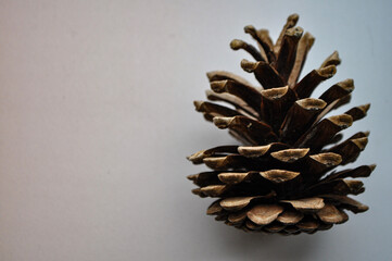 pine cone on background