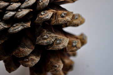 pine cone on background