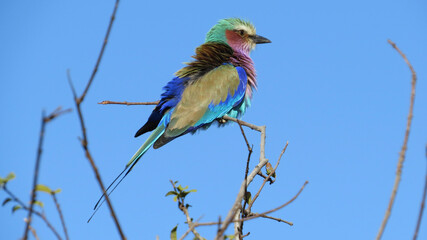 Lilac roller on a branch
