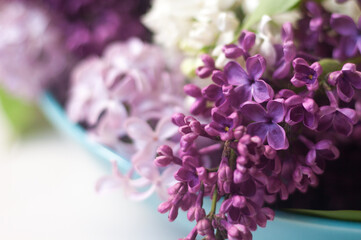 Piękne fioletowe i białe kwiaty bzu na białym tle © mirame111