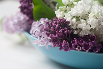 Piękne fioletowe i białe kwiaty bzu na białym tle
 - obrazy, fototapety, plakaty