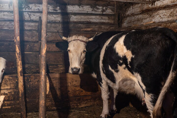 cow in coop in Romanian village