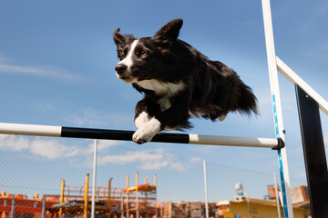 Perro Border collie negro y blanco saltando en agility