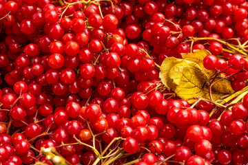 Beautiful fruits of red viburnum, herbal medicine
