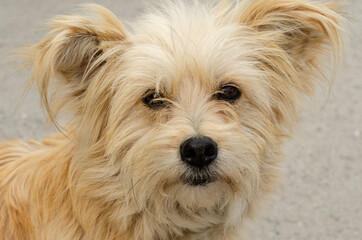 Beautiful dog looking into his eyes.Pet