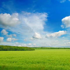 Green pea field and blue sky with light clouds.