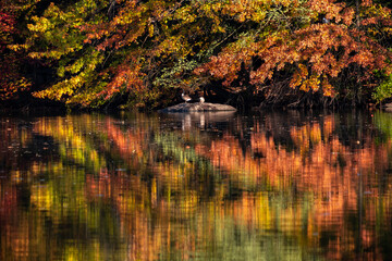 Fototapeta premium New York City - USA - Nov 5 2020: Beautiful Foliage Colors of The Pond Central Park New York