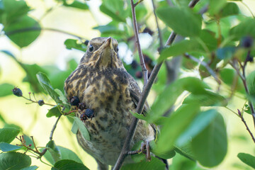 A starling or young starling with brown, immature plumage, perched on a branch. Blurred background. (scientific name: Sturnus Vulgaris).