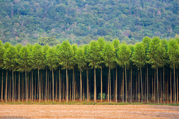 Row of Eucalyptus Trees in Farmland © patpitchaya