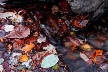 New York City - USA - Nov 5 2020: Beautiful Foliage Colors of Central Park New York