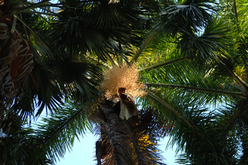 Fototapeta na wymiar Royal Palm