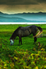A horse grazing on a grassland in the rain.