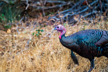 Obraz premium male peacock in the grass