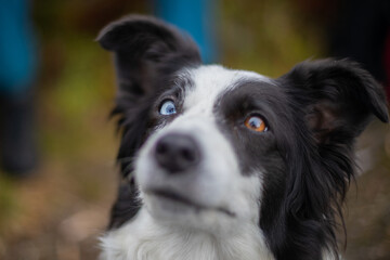 Fototapeta premium border collie dog with Heterochromia iridium