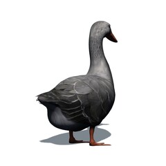 Farm animals - gray goose with shadow on the floor - isolated on white background - 3D illustration