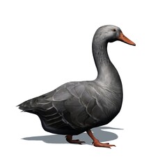Farm animals - gray goose with shadow on the floor - isolated on white background - 3D illustration