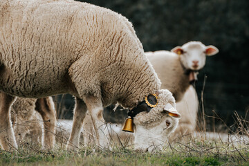 Obraz premium Sheep with gold bell eating grass. Ile de France breed