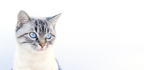 Funny cat wearing glasses and pointing paw at camera sitting on gray background. Optics glasses store, banner, creative advertisement, final sale. Copy space for text