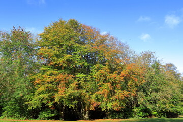 Naklejka premium trees in autumn