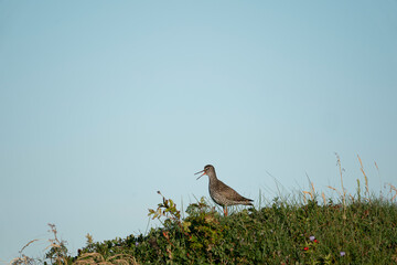 The common redshank or simply redshank (Tringa totanus)