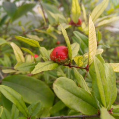 Closeup of fruit buds infected by parasites, small insects, damage agriculture crops