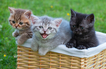 three little british kittens on the green grass in summer, one kitten meows