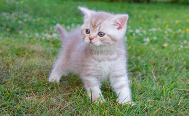 Naklejka na ściany i meble little british kitten on green grass in summer
