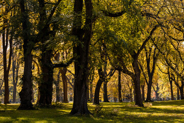 Fototapeta premium New York City - USA - Nov 5 2020: Beautiful Foliage Colors of Central Park South New York