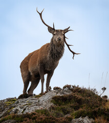 Broken Dreams, Red stag with broken antler