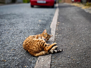 cat on the street