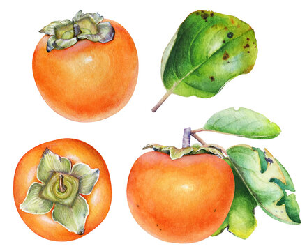 Watercolor illustration of the persimmon fruits