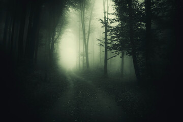 Obraz premium forest road in fog, creepy night in dark woods