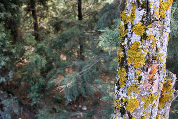 Fototapeta premium lichen on tree