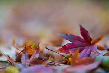 Close-up of colorful leaves in autumn