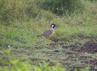 Red-wattled lapwing standing on an open land