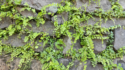 Grass Growing Up on Stone Wall. Rocks and Green Leaves Texture for Background.