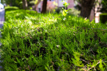 Outdoor garden edge hedge plant pine thuja sapling.