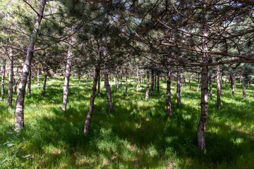 Summer day sunlight pine trees plants and grass in natural environment.