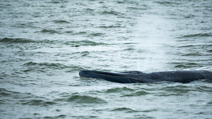 Obraz premium Bryde's whale or Eden's whale in the tropical sea