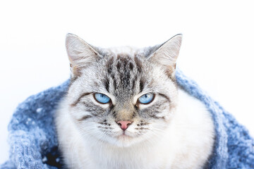 Charismatic look of the cat. white cat with blue eyes. Surprised cat.