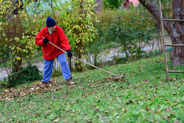 Relax by work in the village while raking the yellow leaves in autumn