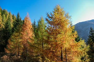 A view on colorful trees, changing for autumn on the slopes of Hochschwab in Austrian Alps. The larch are changing from green to yellow and orange. Autumn vibes. Beauty of the nature. Wilderness