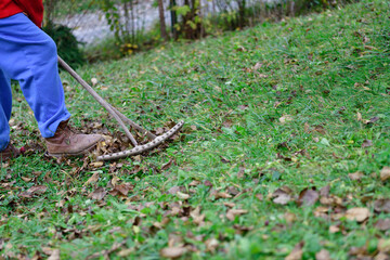 Relax by work in the village while raking the yellow leaves in autumn
